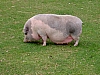 PICT1649.JPG