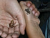 CA2006 017.jpg