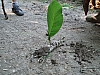 CA2006 019.jpg