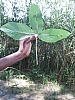 CA2006 025.jpg